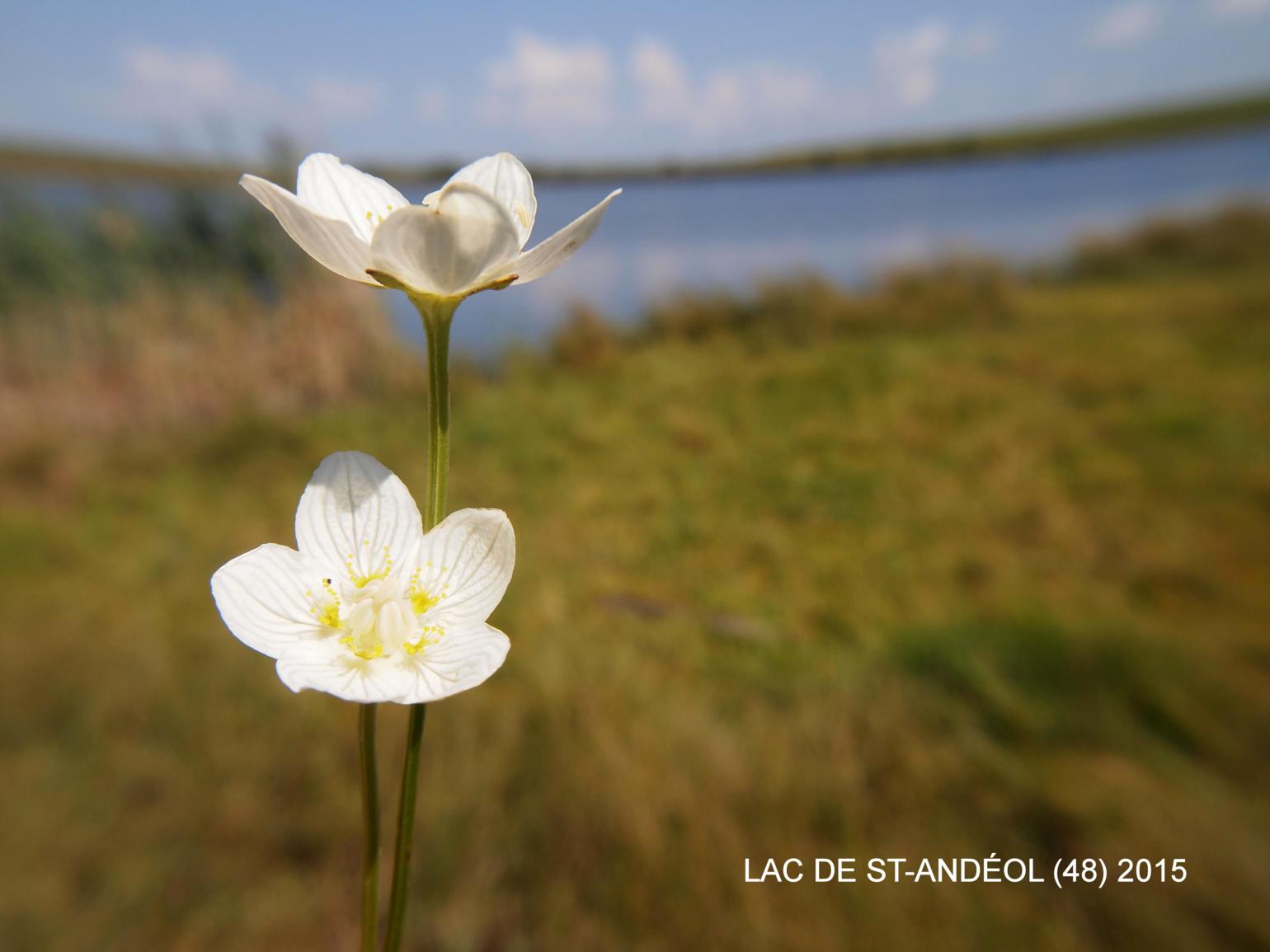 Grass of Parnassus